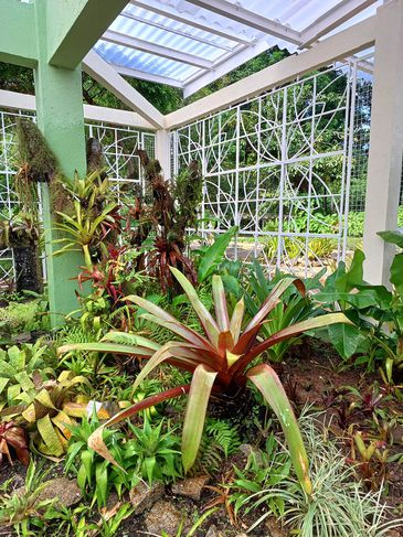 Rio de Janeiro (RJ) - Fechado há nove meses para execução de obras, o Bromeliário do Jardim Botânico do Rio de Janeiro reabre para visitação nesta segunda-feira (17/4). Foram investidos aproximadamente R$ 179 mil na recuperação do telhado, entre outras intervenções. A reabertura acontece numa data comemorativa especial para o JBRJ: o Dia Nacional da Botânica! Foto: Divulgação