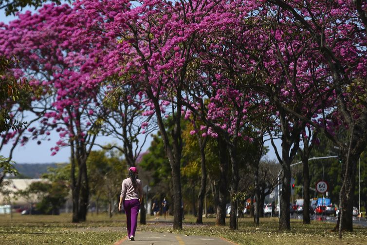 Florada dos ipês, em Brasília.