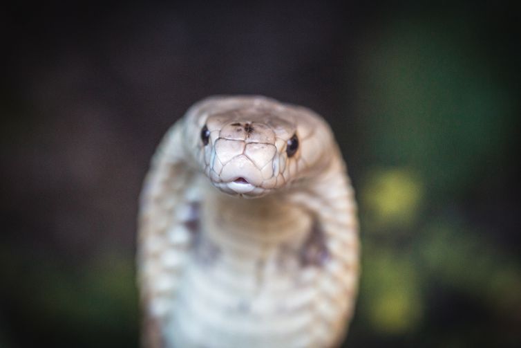 Caminhos da Reportagem Tráfico de animais