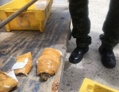 Filhotes de tartarugas estavam embalados em fitas adesivas