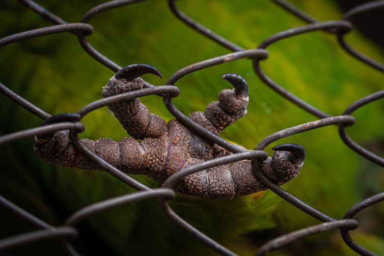 Caminhos da Reportagem Tráfico de animais