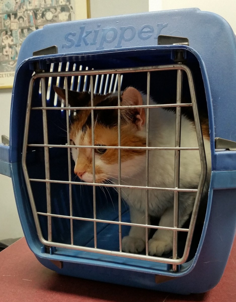 Os animais devem ter no máximo 10 quilos e estarem em caixa de transporte resistente e segura