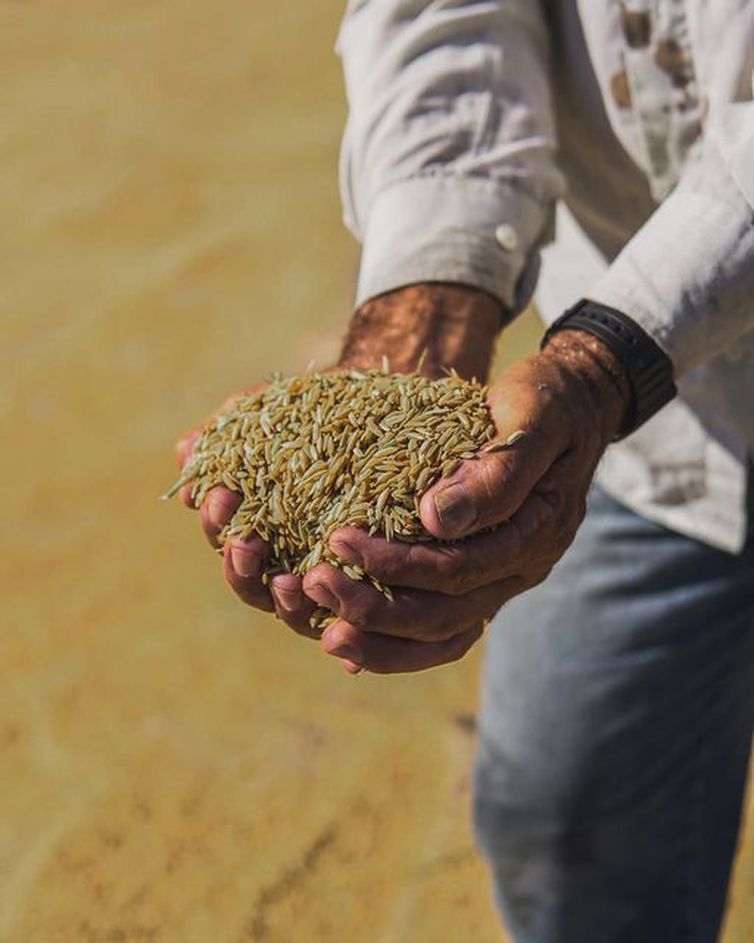 Arroz anã