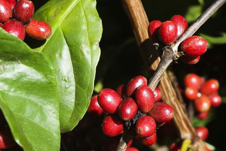 Plantação de Café  na  Embrapa Cerrado 